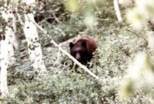 colorado bear 
